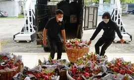 Nỗi buồn ở vựa thanh long rớt giá ngày Tết 