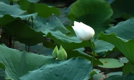 Nhìn gần sen trắng hồ Tịnh