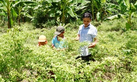 Đi tìm cây ớt Ariêu