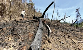 Hiện trường vụ cháy rừng ở tiểu khu 689 xã Phước Kim (Phước Sơn, Quảng Nam) hồi tháng 5/2021 đang được công an huyện điều tra. Ảnh: N.D 