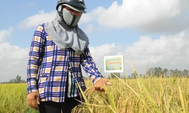 Lúa chín ở đồng, nhưng nông dân gặp khó trong thu hoạch, thương lái và DN khó thu muaẢnh: Cảnh Kỳ 