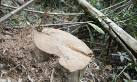 Công an khởi tố vụ án chặt hạ gỗ táu rừng Tây Yên Tử