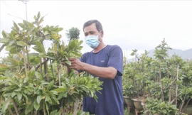 Người dân chăm sóc cây mai để chuẩn bị xuất bán cho vụ Tết Ảnh: Trương Định 