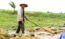 Ruộng dưa của ông Dũng bị ngập úng 