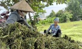 Làm nông giữa phố-Kỳ 3: Trầm mình cùng rau nhút 