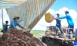 Anh Nguyễn Ngọc Mai (bìa phải) cùng nhân công thu hoạch khoai lang