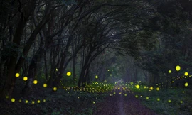 Ảnh: Vườn quốc gia Cúc Phương - Cuc Phuong National Park