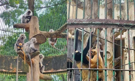 Ly kỳ chuyện cha mẹ khỉ xám đẻ con lông vàng, Thảo Cầm Viên vào cuộc minh oan