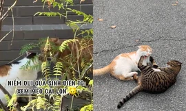 "Đặc sản" của sinh viên xứ Trung: "Hóng drama" không hồi kết của gia đình mèo