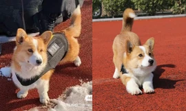 Chú chó Corgi gây bão mạng xứ Trung vì vẻ ngoài đáng yêu và năng khiếu độc lạ