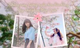 TP.HCM: Check-in tại những cung đường ngắm hoa kèn hồng đẹp như phim Hàn