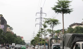 Cây xanh được trồng dưới lưới điện cao áp.