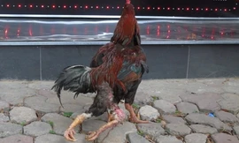 Cận cảnh chú gà 4 chân.