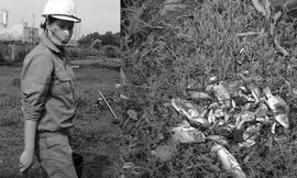 Cảnh công nhân Nhà máy đạm Ninh Bình vớt cá chết.