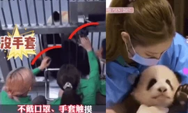 Rắc rối BLACKPINK bế ẵm gấu trúc ngày càng trầm trọng, YG Ent phản ứng nhanh bất ngờ