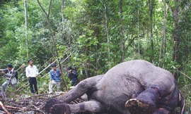 Từ năm 2009 đến nay, voi rừng chết liên tục	Ảnh: Kim Anh- Mỹ Hằng