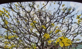 Cây mai vàng “khủng” giá tiền tỷ ở vườn mai An Phú Đông, TPHCM