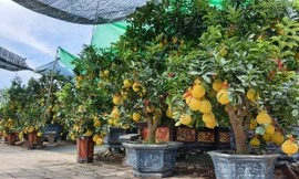 Bưởi Diễn chơi tết giá chục triệu đồng đổ bộ TPHCM