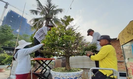 Người trồng mai đang trẩy lá để phục vụ dân chơi dịp Tết