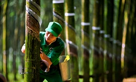 Hành trình phát triển cao su ở Lào, Campuchia: Thắt chặt tình đoàn kết, hữu nghị keo sơn