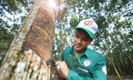 Sôi nổi hội thi bàn tay vàng thu hoạch mủ cao su