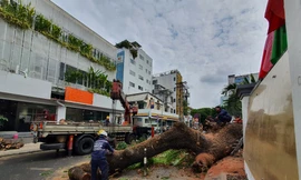 Vụ cây xanh trong trường ở TPHCM bất ngờ bật gốc: Một học sinh đi đường nhập viện cấp cứu