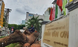 Cây trong trường học bật gốc làm ít nhất 7 người bị thương: Ai chịu trách nhiệm?