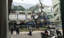 Công nhân công ty Cây xanh TPHCM đang đốn hạ cây phượng trong trường THCS Bạch Đằng