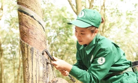 17 năm phát triển cao su miền núi phía Bắc: Thành quả trên vùng đất khó