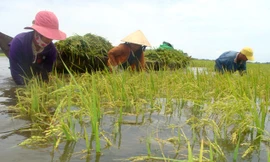 Bảo hiểm nông nghiệp