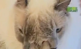 Mèo hai mặt 'thọ' nhất thế giới