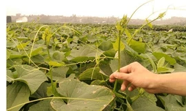 Sự thật thuốc ‘tăng phọt’ rau quả