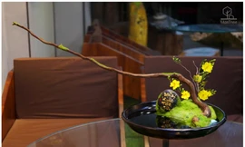 Bạn trẻ sáng tạo kinh doanh hoa kiểng Tết