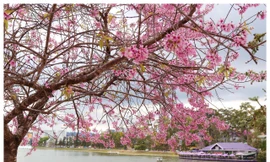 Đà Lạt rực rỡ sắc Xuân qua chùm ảnh hoa mai anh đào nở đẹp mê lòng người