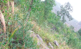 Thương lái Trung Quốc tàn sát cây quý đường biên