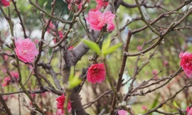 Đào miền Bắc đỏ rực ở đất phương Nam