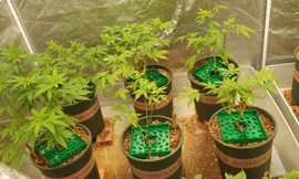 Dựng lều trồng cần sa ở Thủ Đức, lên mạng rao bán kiếm tiền