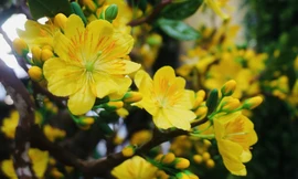 Độc đáo cây mai 'khủng' được tạo nên từ 35kg đất sét