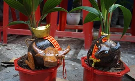 Độc đáo bonsai dừa tạo hình con trâu đón Tết Tân Sửu 2021