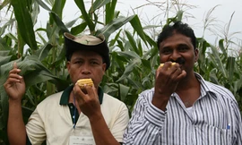 Sợ hãi vô căn cứ về thực phẩm biến đổi gien