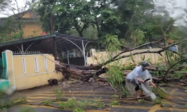 Hú hồn cây phượng bật gốc đè sập tường trường học, chắn ngang đường