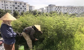 Loài sinh vật ngoại lai xâm lấn chóng mặt, gây hại cho người dân