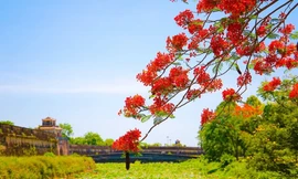 Rực rỡ sắc đỏ hoa phượng xứ Huế