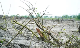 TT-Huế: Phá rừng ngập mặn thi công dự án thoát lũ