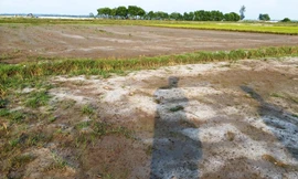 Huế nắng nóng kỷ lục, dân chắt gạn từng khối nước cứu lúa