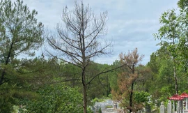 Hàng loạt cây thông già rừng cảnh quan ở Huế bị khoan lỗ, ‘đầu độc’ bằng dung dịch lạ