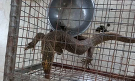 Cá thể kỳ đà vân quý hiếm được phát hiện tại một nhà ở hàng ở Hương Thủy, TT-Huế