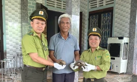 Loạt động vật hoang dã vừa được cứu hộ tại Huế quý hiếm mức nào?