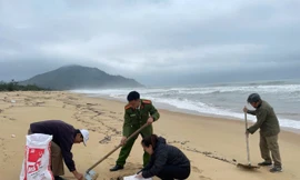 Thu gom 40 tấn dầu vón cục tràn bờ tại vịnh Lăng Cô và vùng lân cận