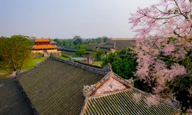 Ngẩn ngơ ngắm loài ‘vương giả chi hoa’ tuyệt đẹp giữa chốn Hoàng cung Huế